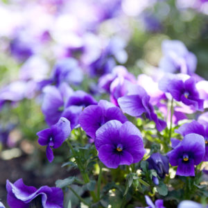 violet_image