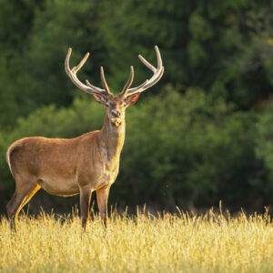 【2021年版】神木隆之介のおすすめドラマ4選【代表作から意外な作品まで】
